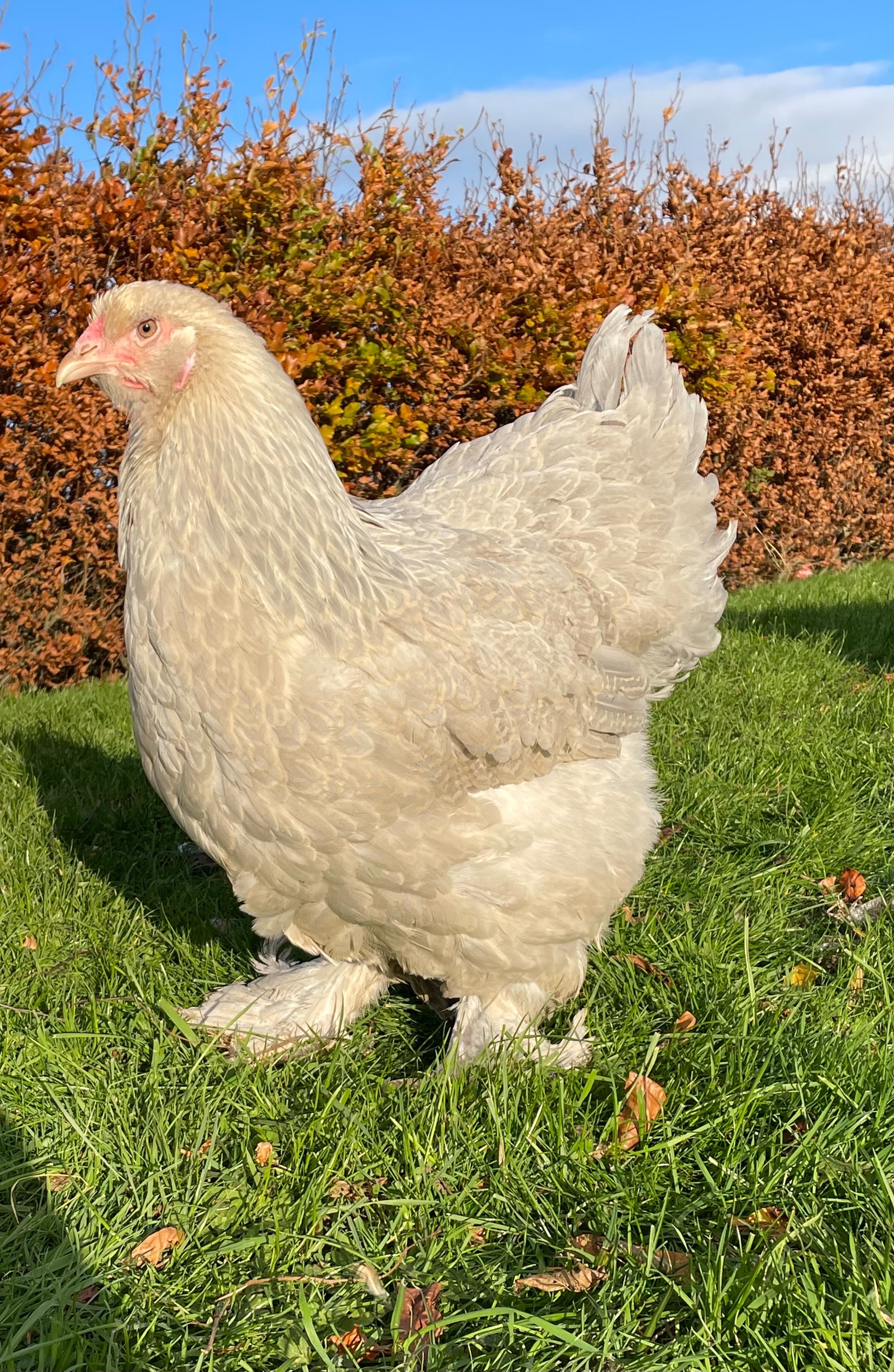 Isabel brahma Beautiful breed - Fancy Chicken Breeds