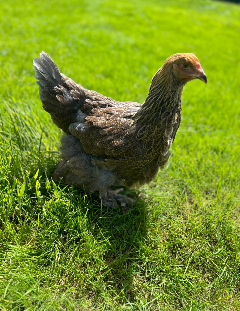 Blue Partridge Brahma