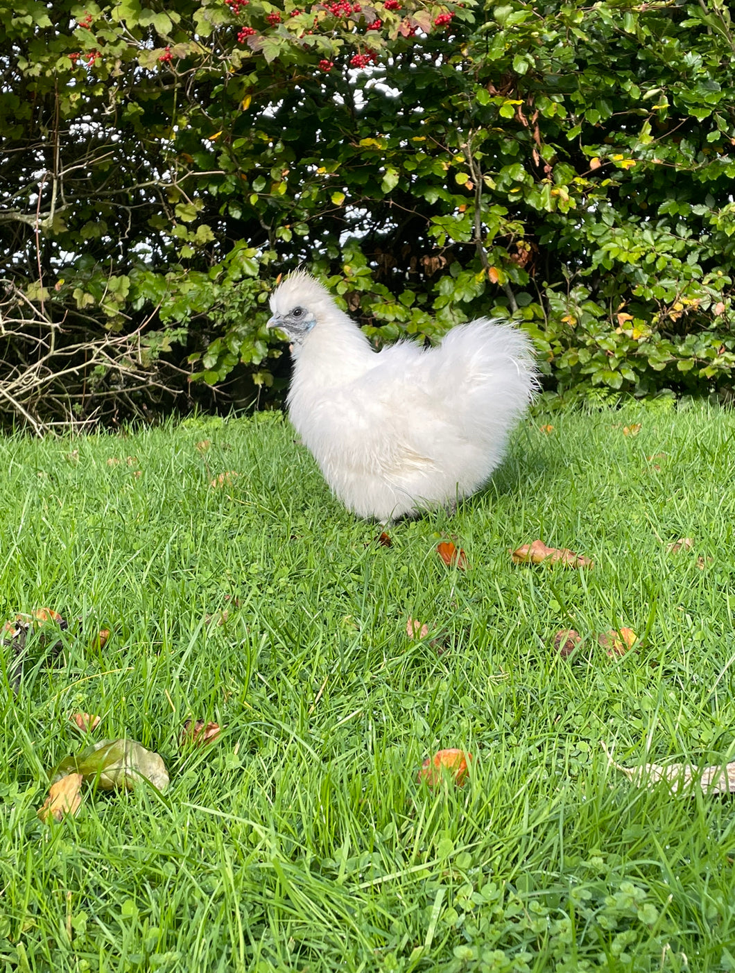 White  European non-bearded Silkie Hen