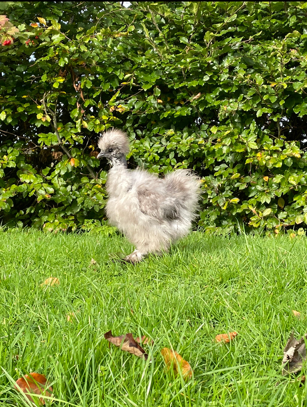 USA Blue Showgirl Silkie Hen