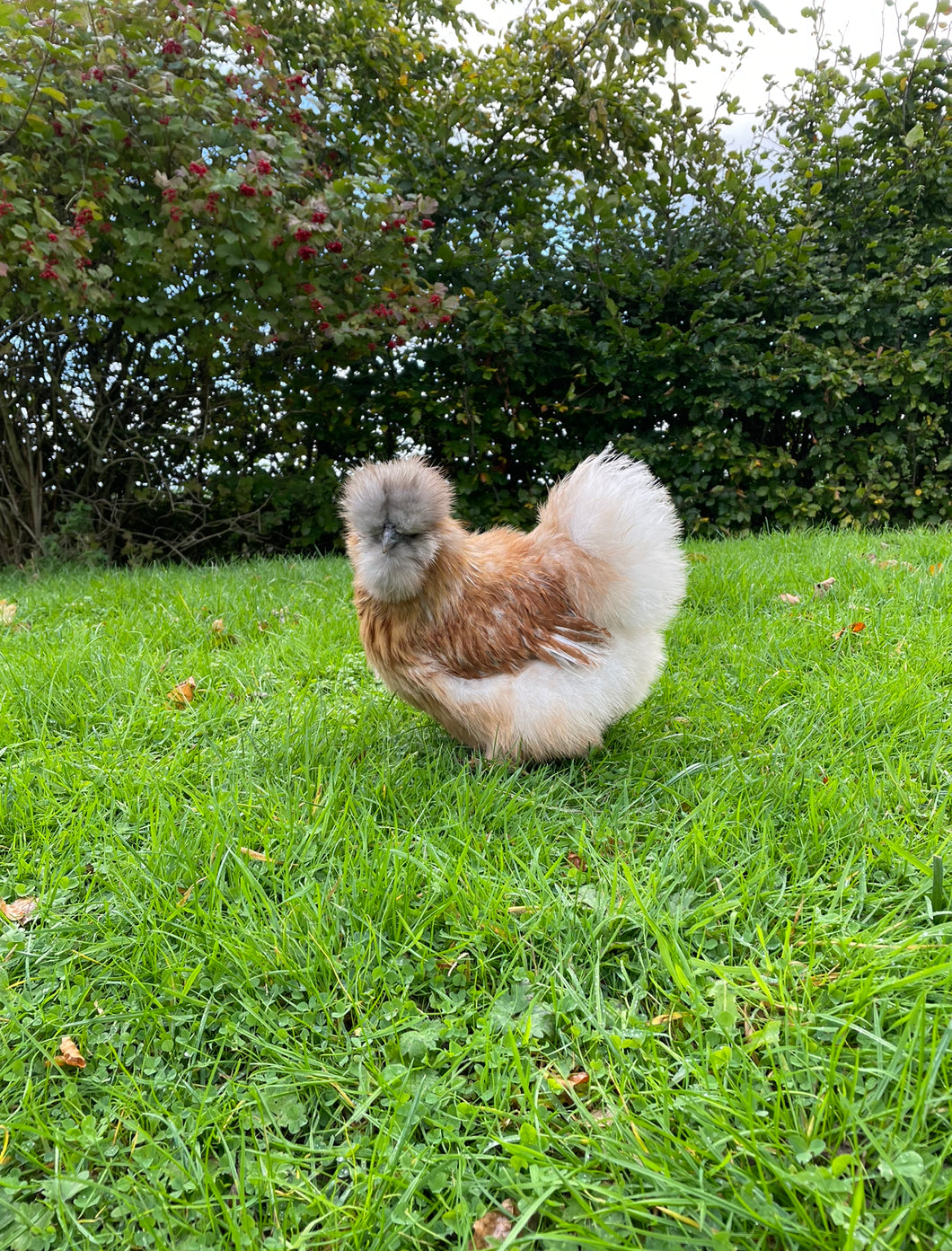 USA Blue Cream bearded Silkie Hen