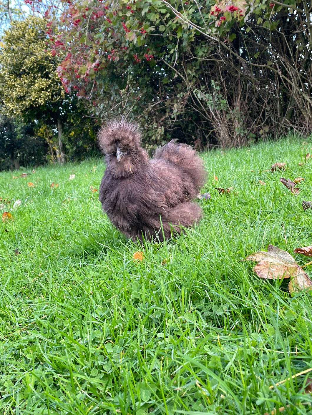 USA Chocolate bearded Silkie Hen