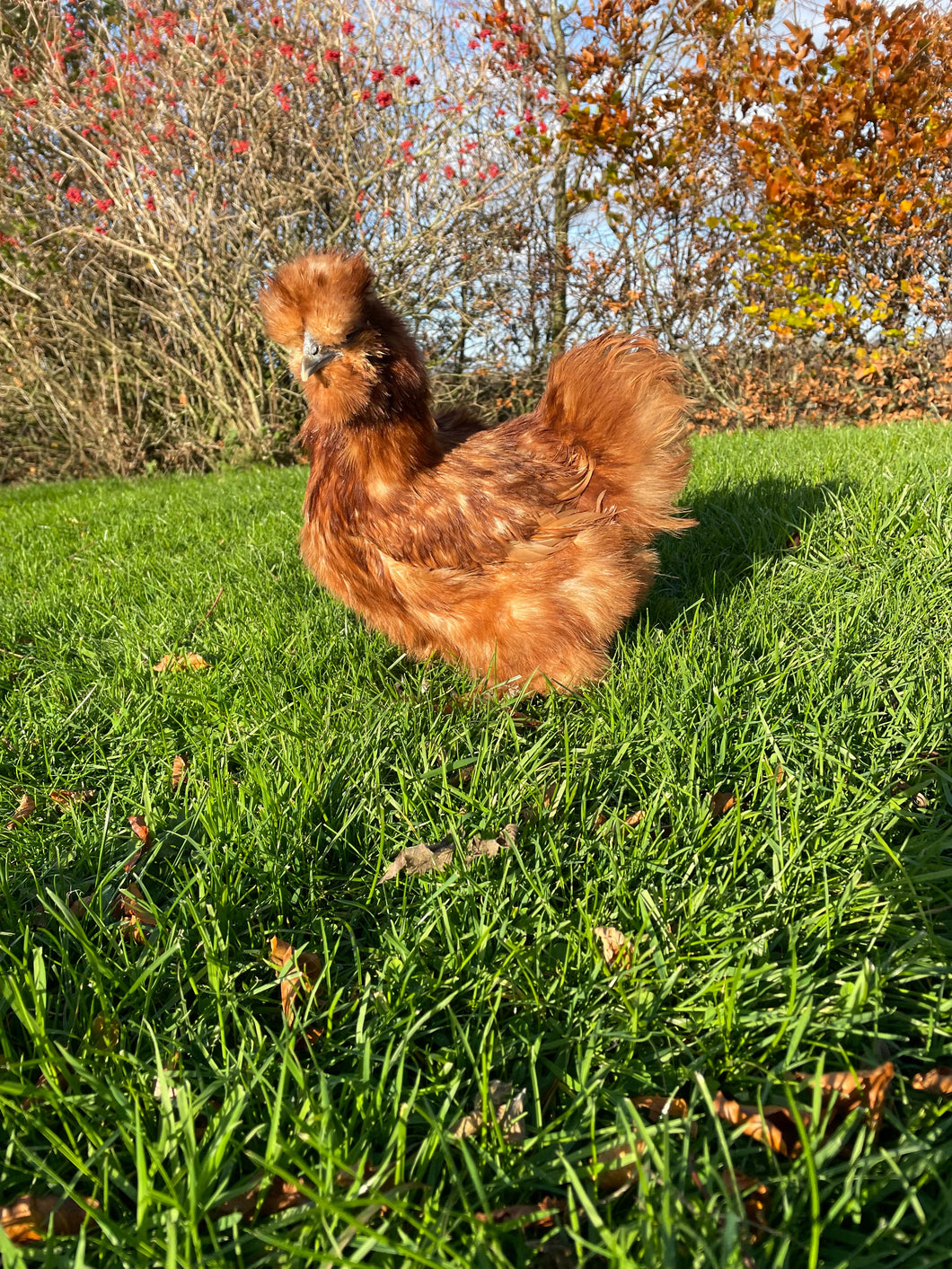 Red bearded Silkie